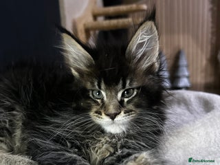 Maine Coon cats maine coon - Advert 14