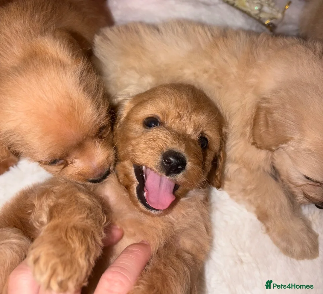 Mixed Breed dogs for sale: Puppies  - Advert 15