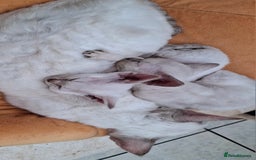 Devon Rex cats for sale: Devon Rex gorgeous kittens  - Advert 2