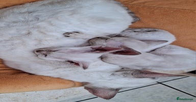 Devon Rex cats Devon Rex gorgeous kittens  - Advert 5