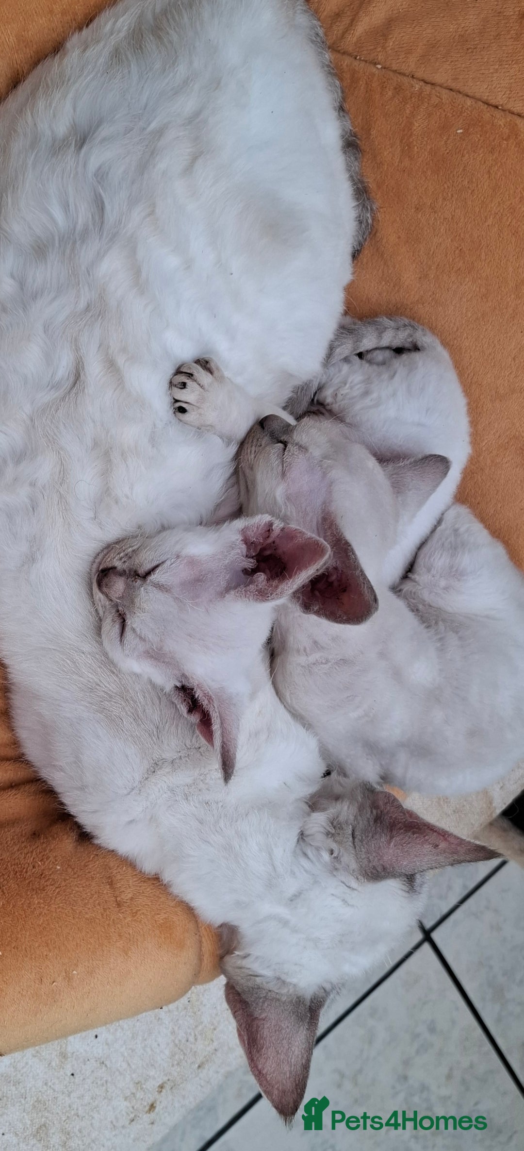 Devon Rex cats for sale: Devon Rex gorgeous kittens  - Advert 2