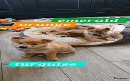 Japanese Shiba Inu dogs for sale: Stunning Shibas  in Llanybydder - Image 11