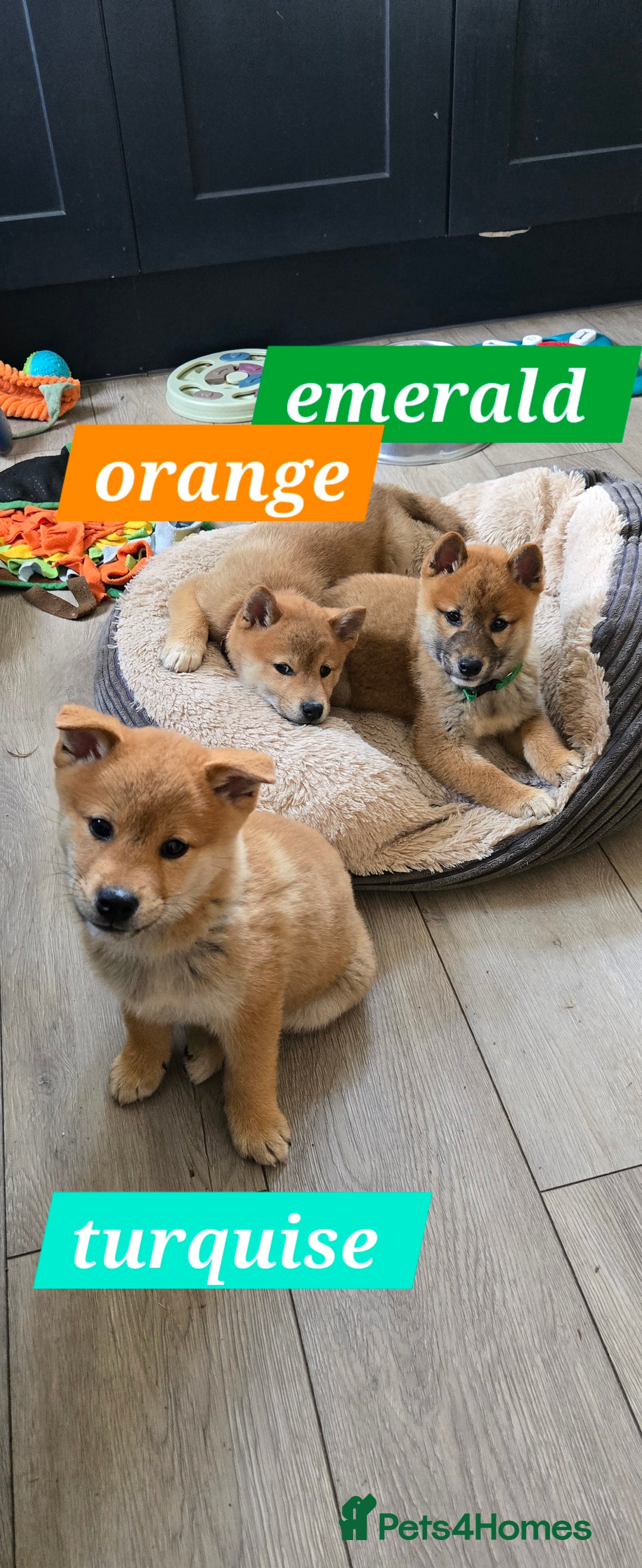 Japanese Shiba Inu dogs for sale: Stunning Shibas  in Llanybydder - Image 11