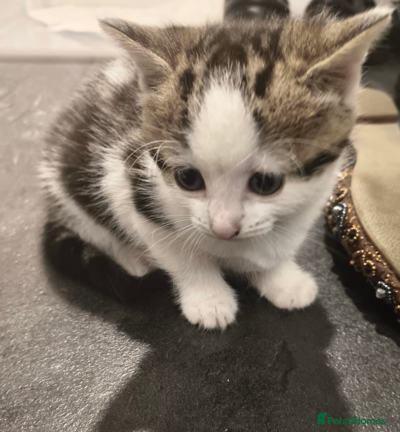 Mixed Breed cats for sale: Gorgeous Tabby Kittens - 3 Left - Advert 14