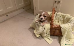 Cocker Spaniel dogs for sale: Cocker spaniel puppies  - Advert 7