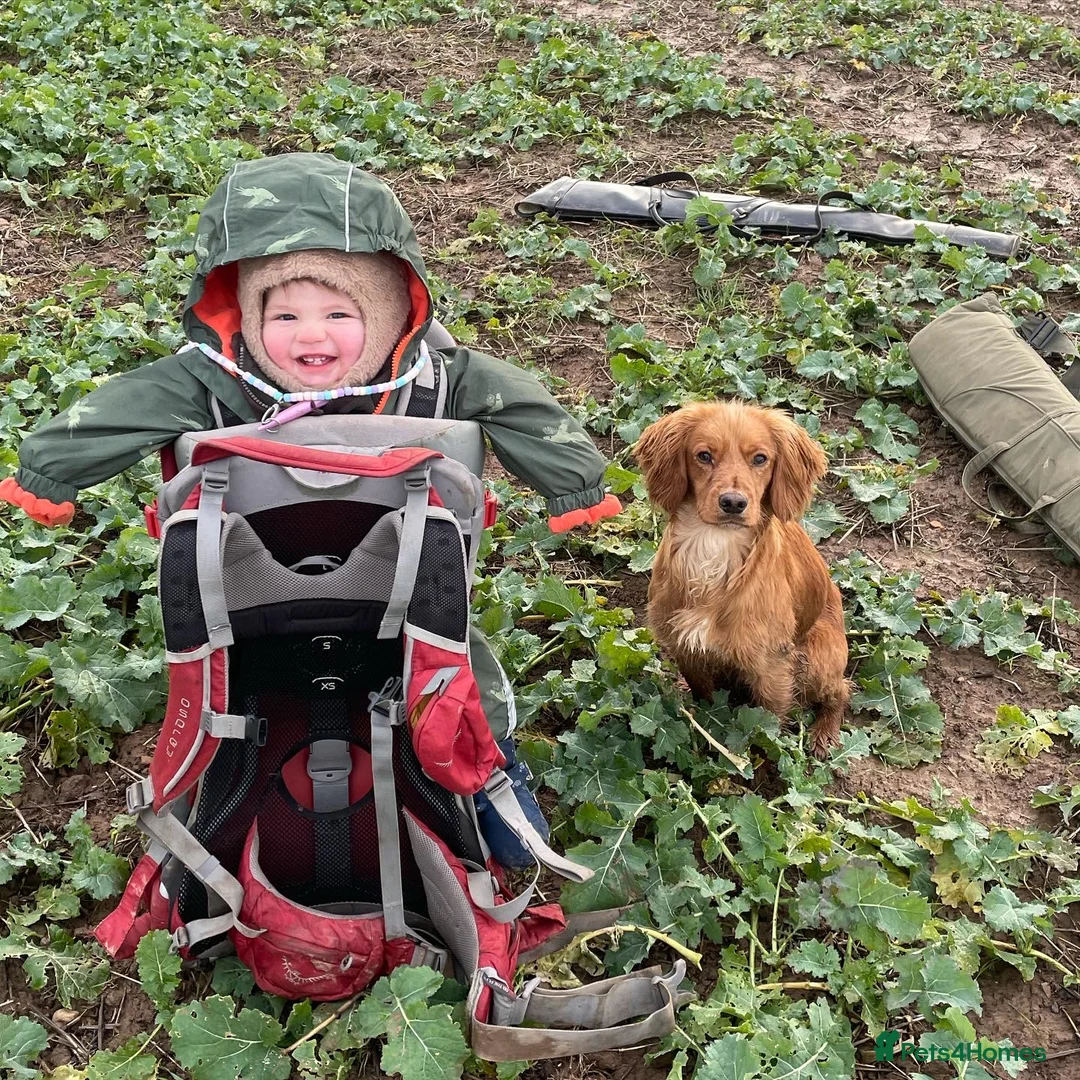Cocker Spaniel dogs for stud: Small, Compact Health Tested Working Cocker at Stu in Harrogate - Advert 8