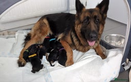 German Shepherd dogs for sale:  Gorgeous German Shepherd Puppies in Doncaster - Image 1