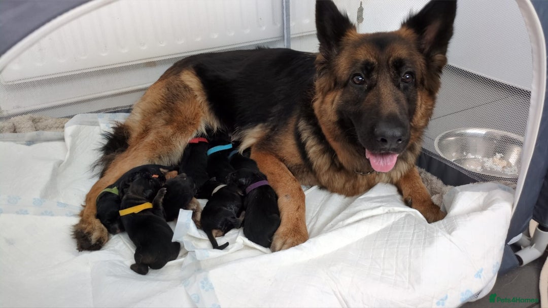 German Shepherd dogs for sale:  Gorgeous German Shepherd Puppies in Doncaster - Image 1