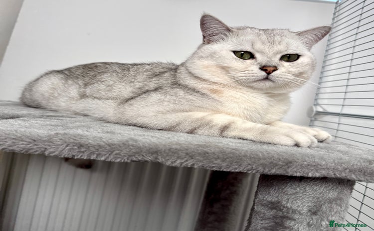 Scottish Fold cats - Advert 3