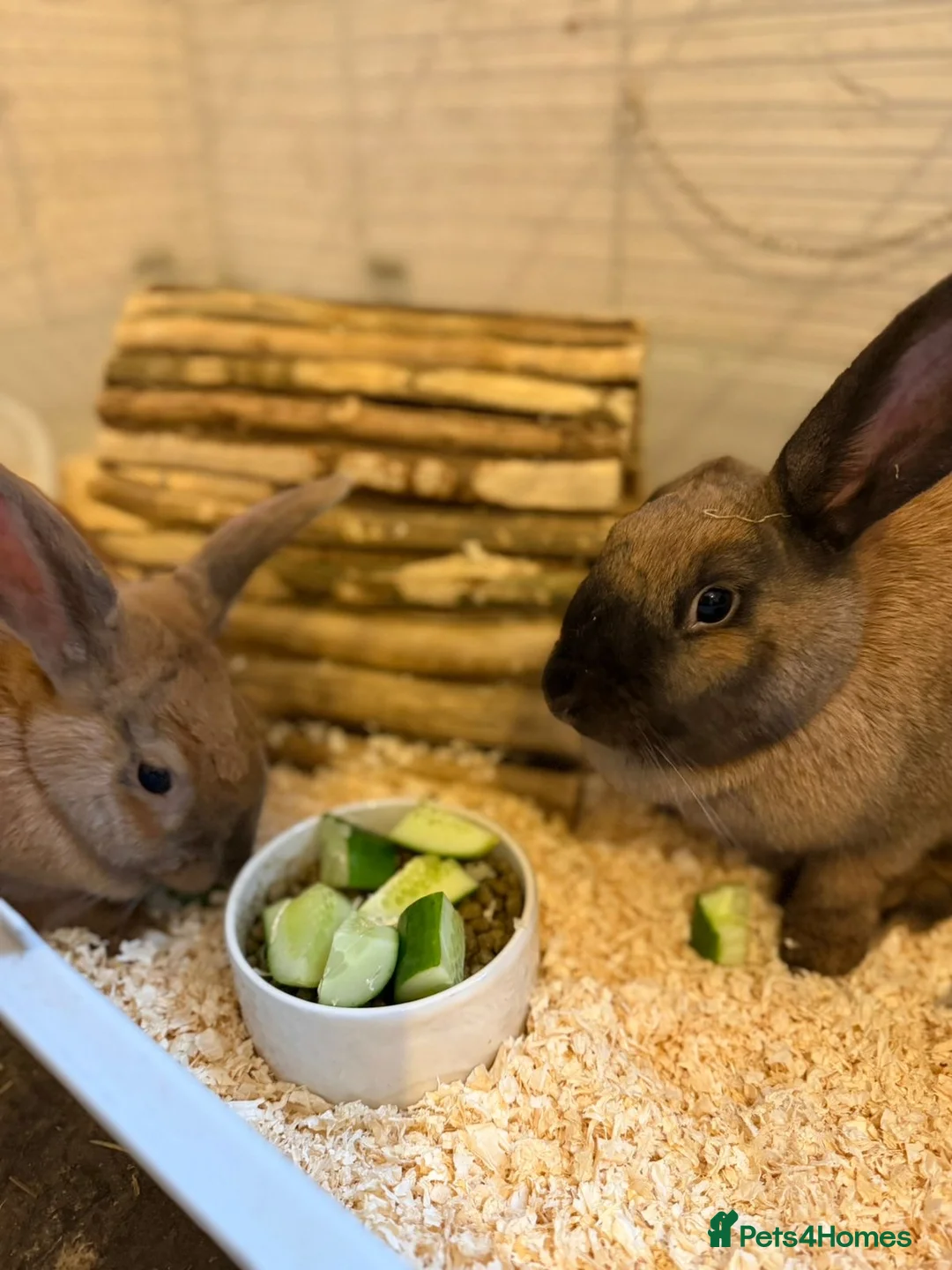 Mixed Breed rabbits for sale: Two Beautiful, Socialised Female Bunnies - Advert 2