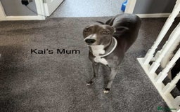 Whippet dogs for sale: Beautiful Whippet puppies for sale!  - Image 13