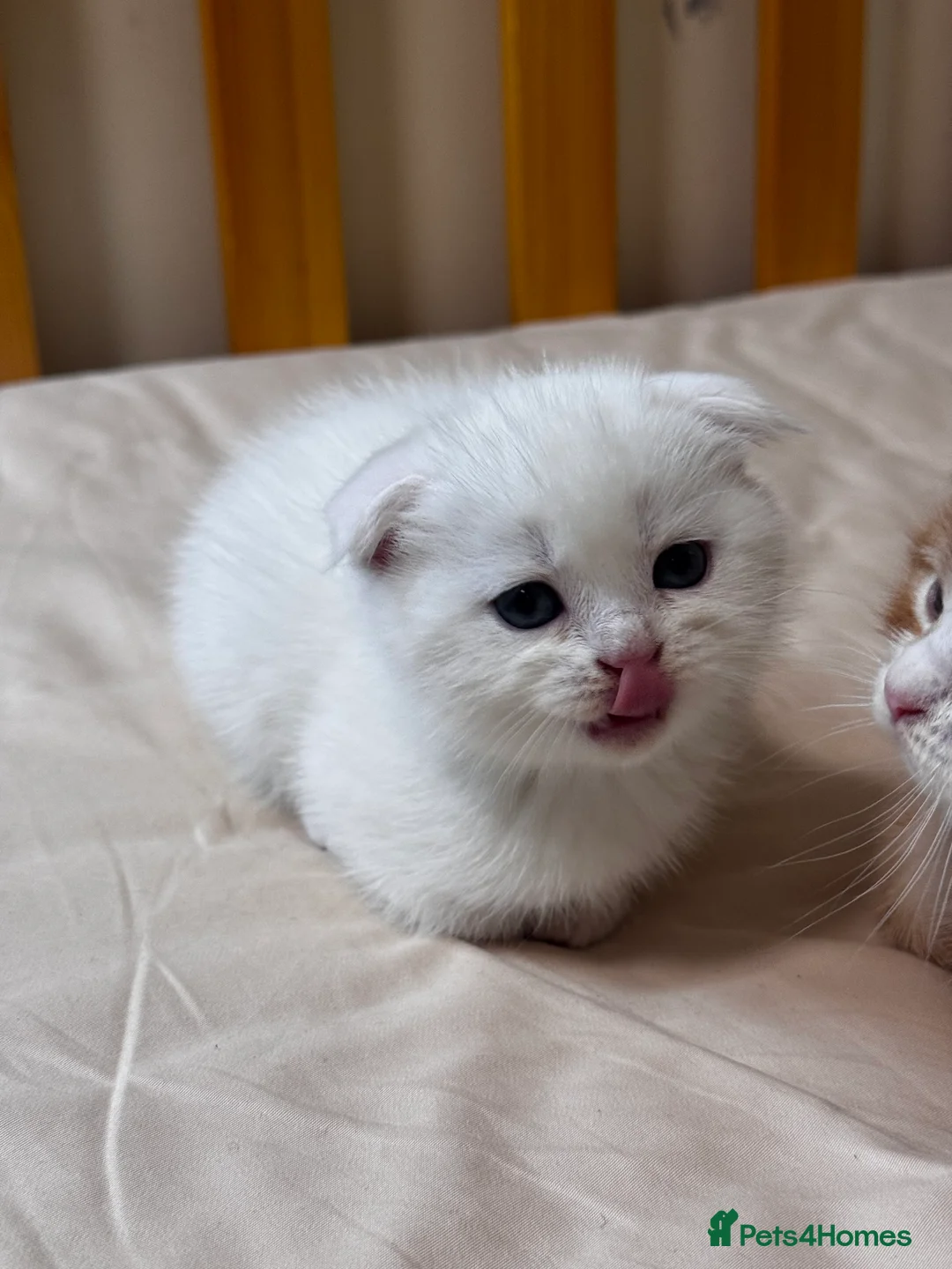Scottish Fold cats for sale: Scottish Straights & Folds  - Advert 2