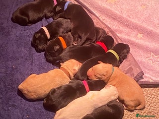 Labrador Retriever dogs - Advert 1