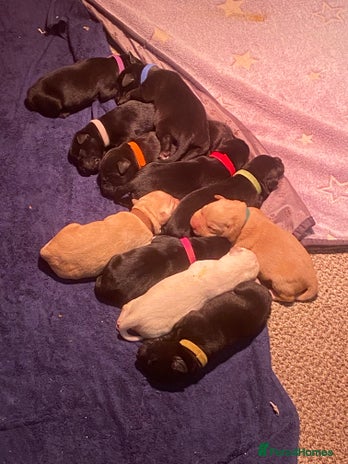 Labrador Retriever dogs - Advert 1