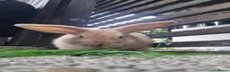 Mixed Breed rabbits for sale: Baby bunnies  in Hartlepool - Advert 2