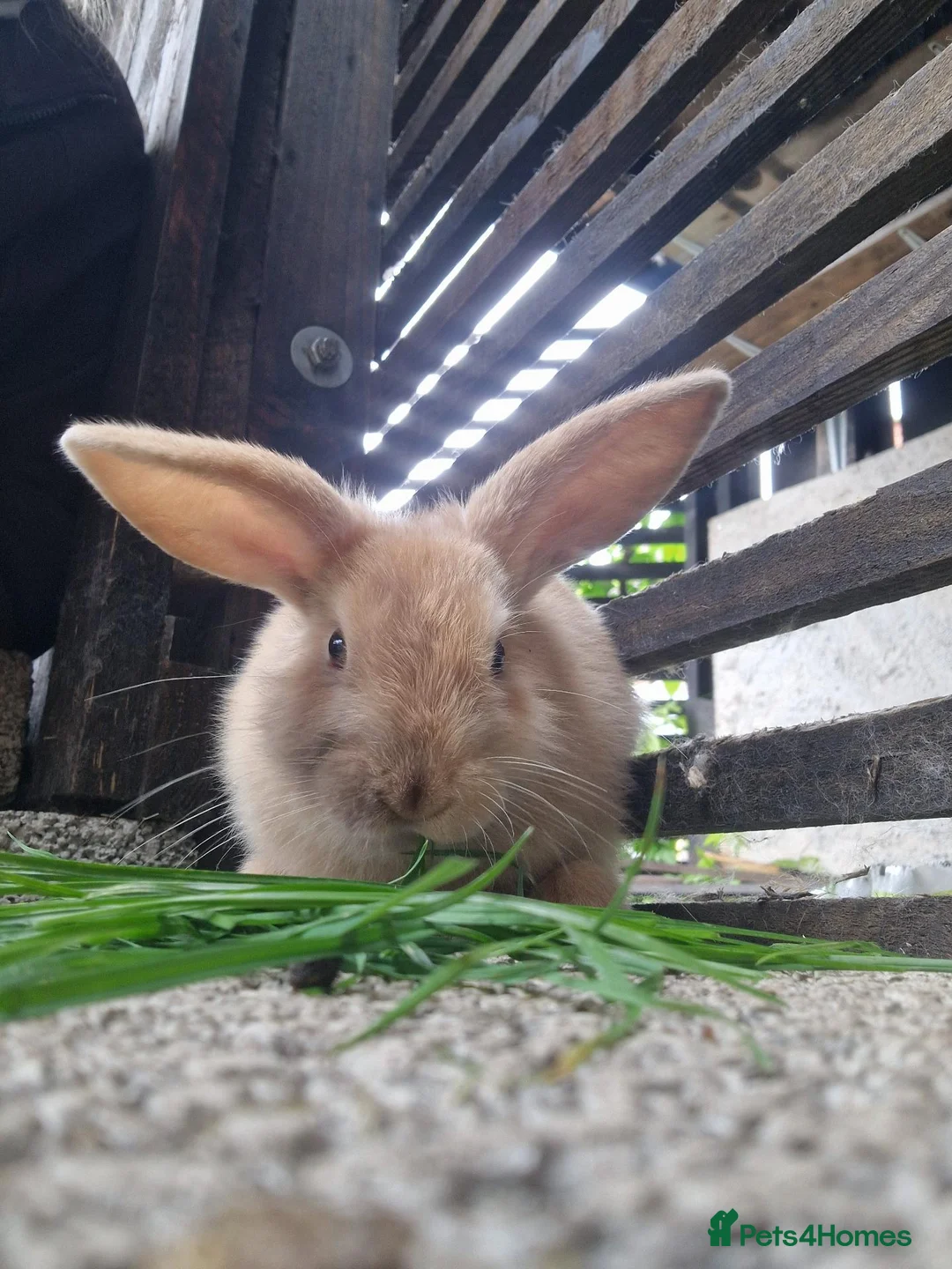 Mixed Breed rabbits for sale: Baby bunnies  in Hartlepool - Advert 2