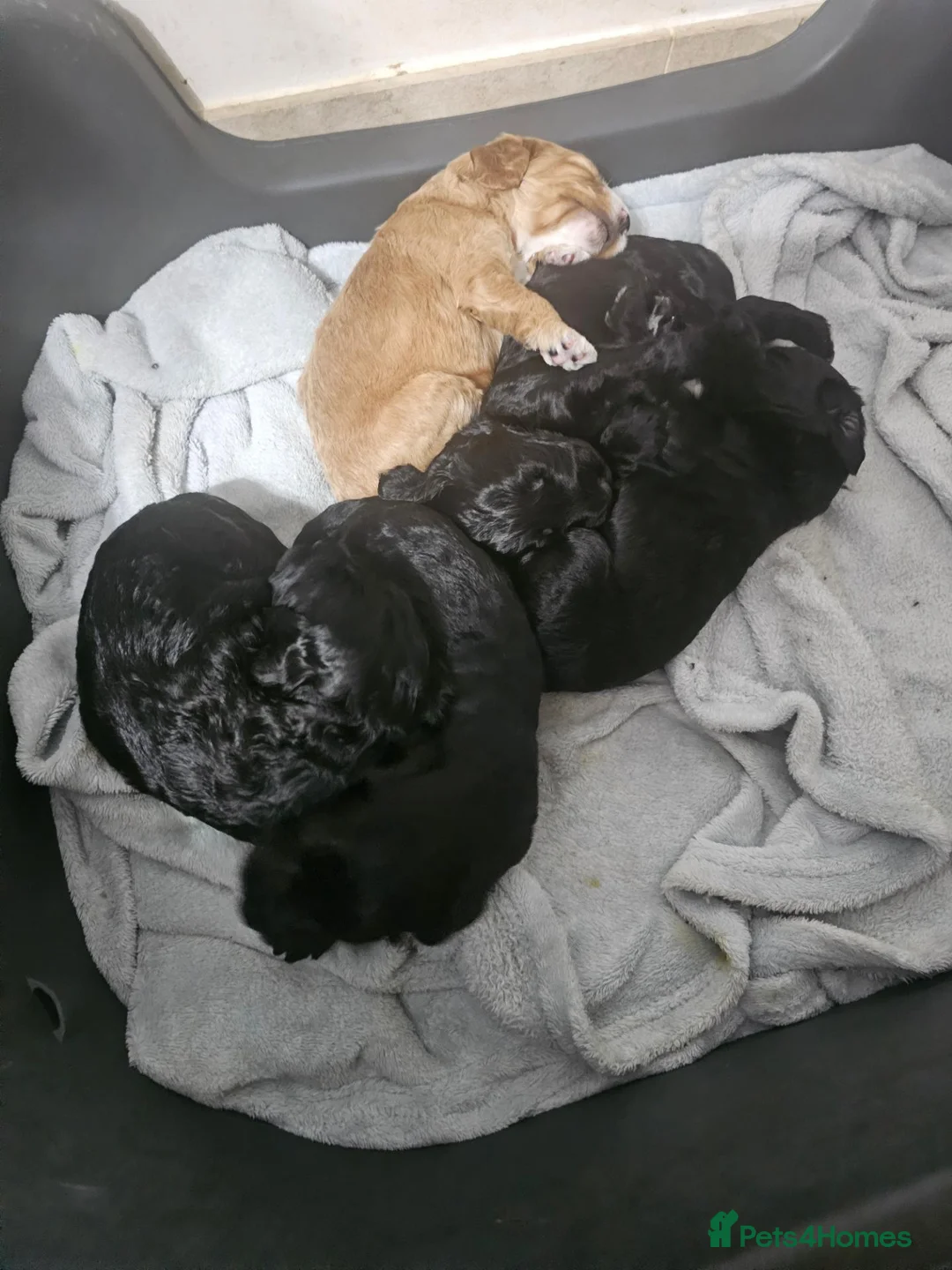 Cockapoo dogs for sale: Cockapoos puppies for sale  - Advert 1