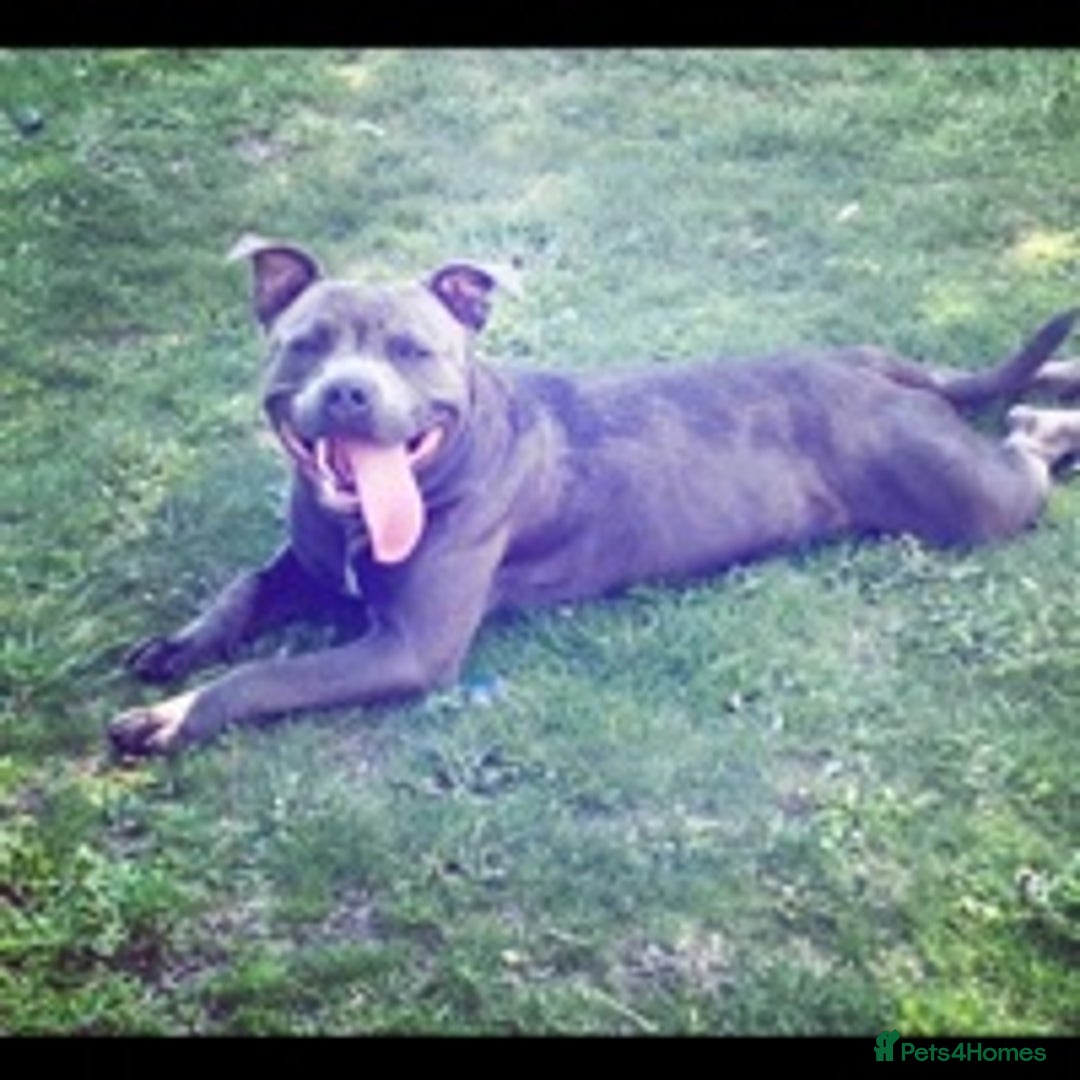 Staffordshire Bull Terrier dogs for stud: Stud dog stunning blue KC registered  in Westerham - Image 5