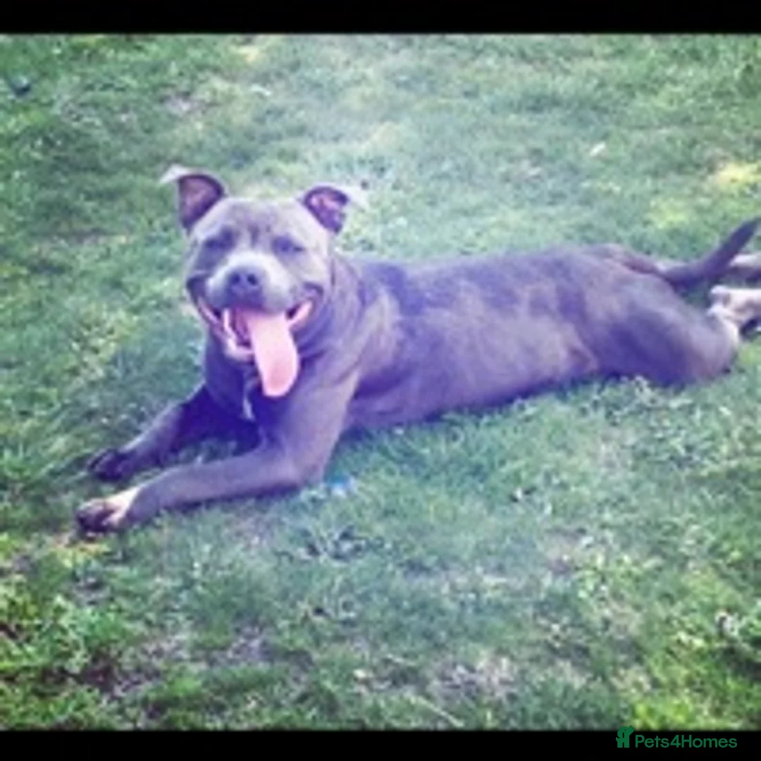Staffordshire Bull Terrier dogs for stud: Stud dog stunning blue KC registered  in Westerham - Advert 5