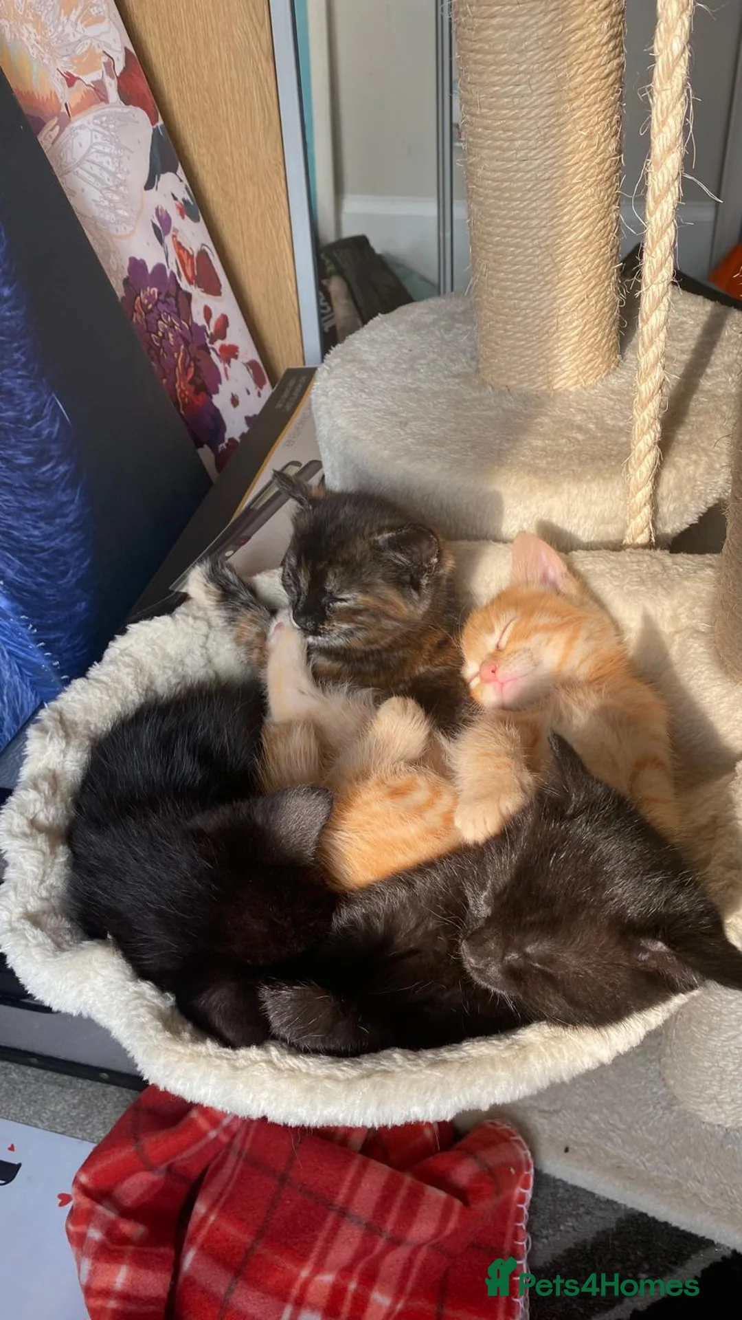 Mixed Breed cats for sale: Beautiful Kittens-Playful, Friendly & Loving - Advert 6