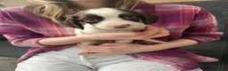 English Springer Spaniel dogs for sale: Springer spaniel pups - Advert 7