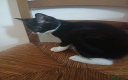 Munchkin cats for sale: Beautiful markings lush coat tabby tuxedo  - Image 33