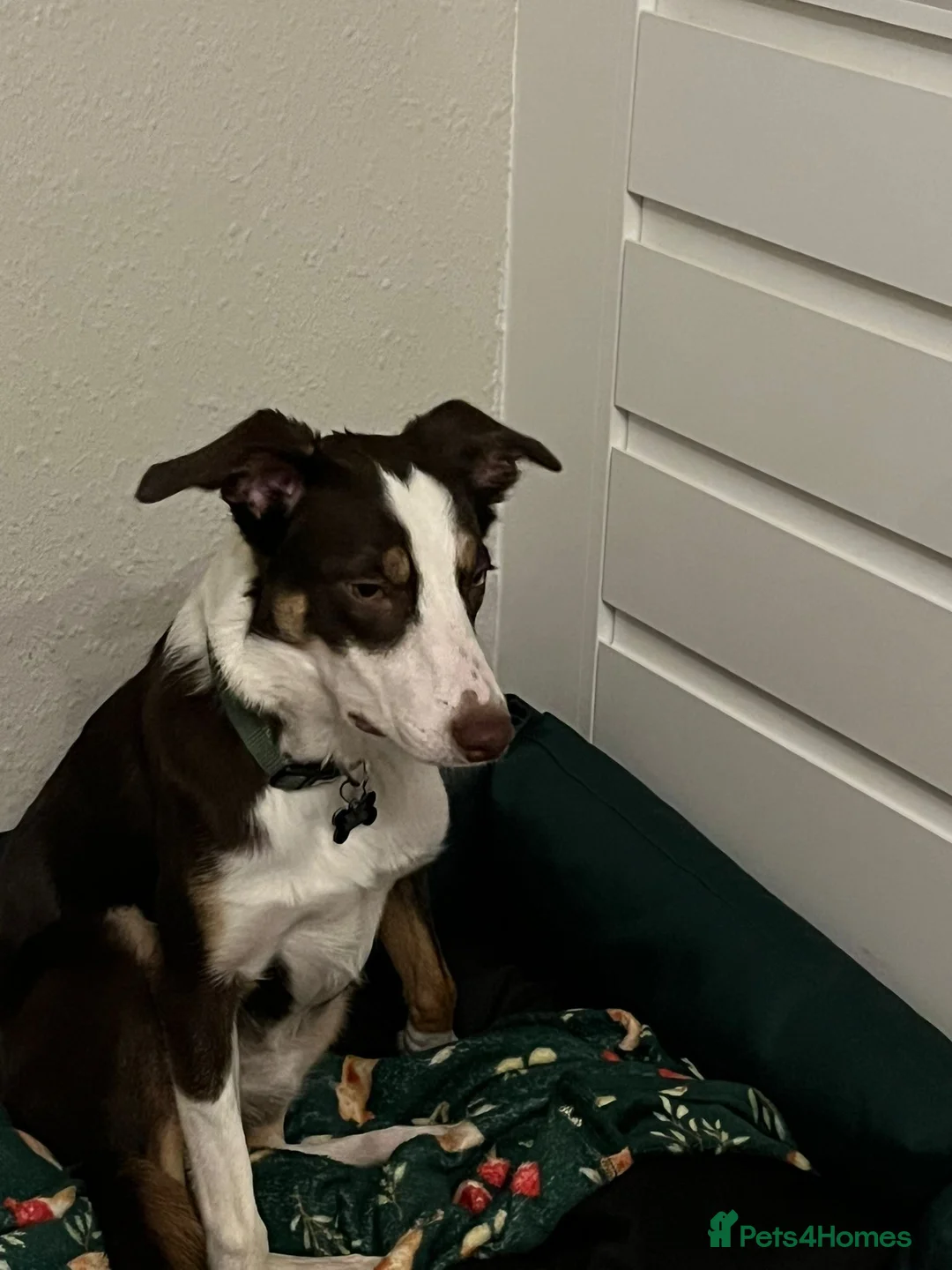 Border Collie dogs for sale: Border Collie Rehoming - Advert 5