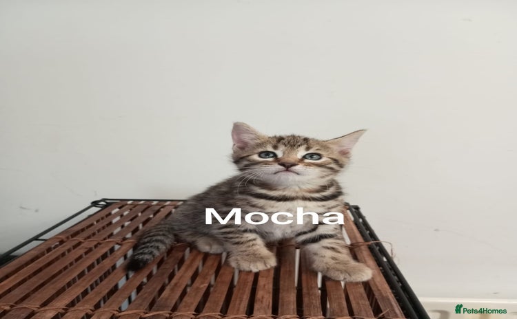 Bengal cats - Advert 14