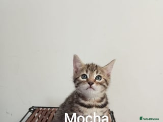 Bengal cats - Advert 35