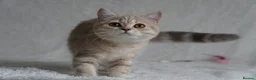 Scottish Fold cats for sale: Beautiful kittens - Advert 7