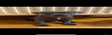 Staffordshire Bull Terrier 1