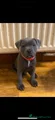 Staffordshire Bull Terrier 1