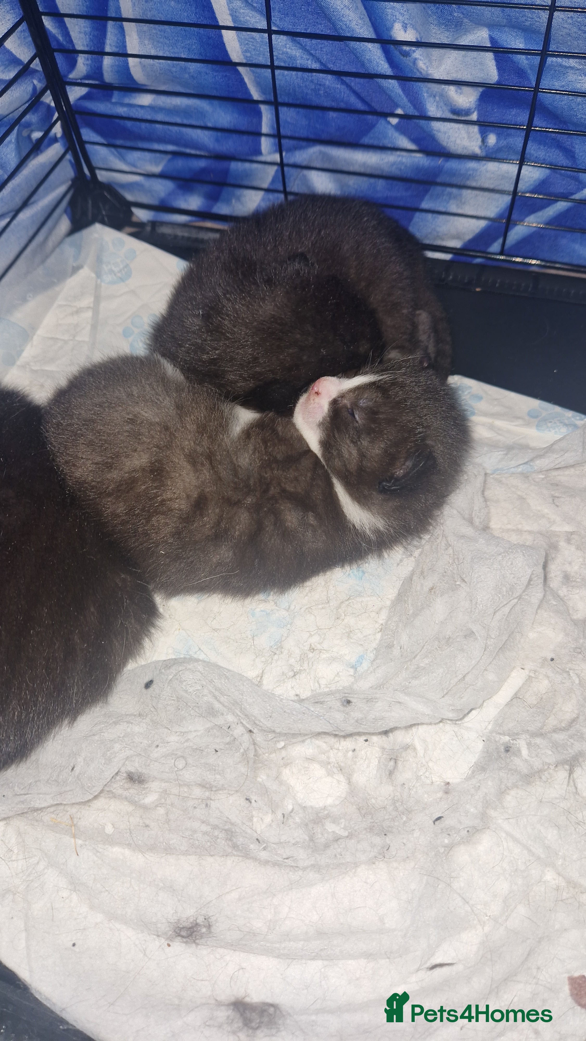 Mixed Breed cats 3 fluffy Kittens for sale  - Advert 8