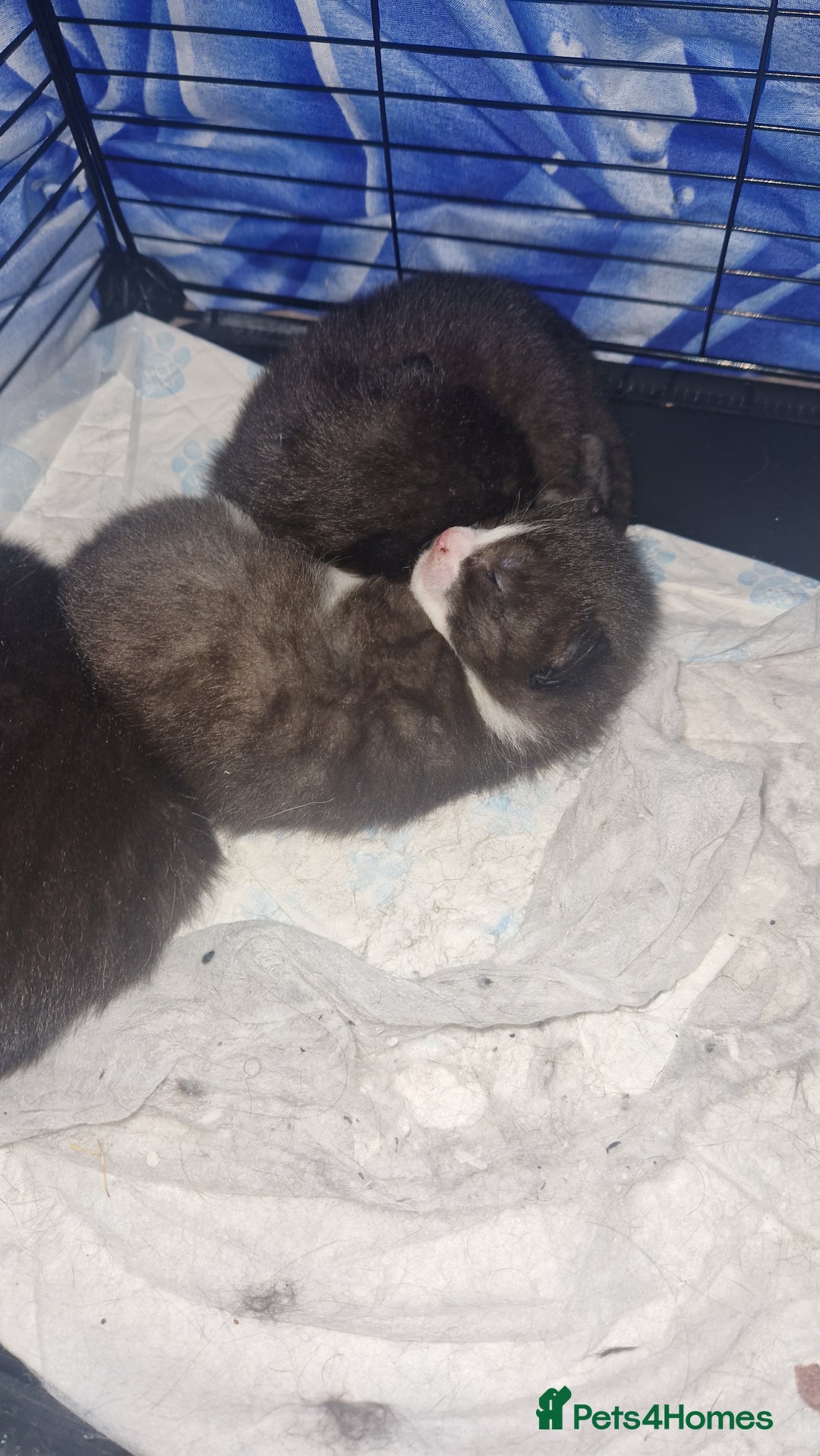 Mixed Breed cats for sale: 3 fluffy Kittens for sale  - Advert 1