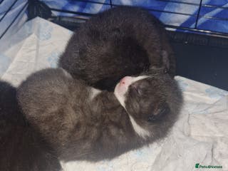 Mixed Breed cats 3 fluffy Kittens for sale - Advert 7