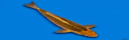 Koi Carp fish for sale: Japanese Koi - Top Quality - Advert 38