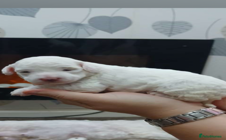 Cockapoo dogs - Advert 11