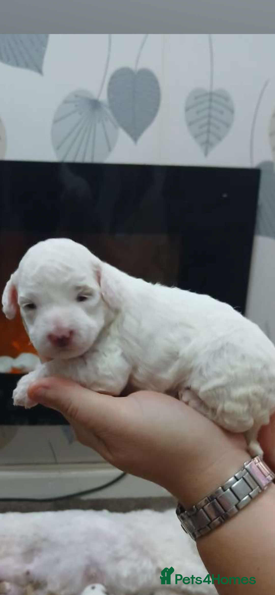 Cockapoo dogs for sale: F1b cockapoo puppies  - Image 6