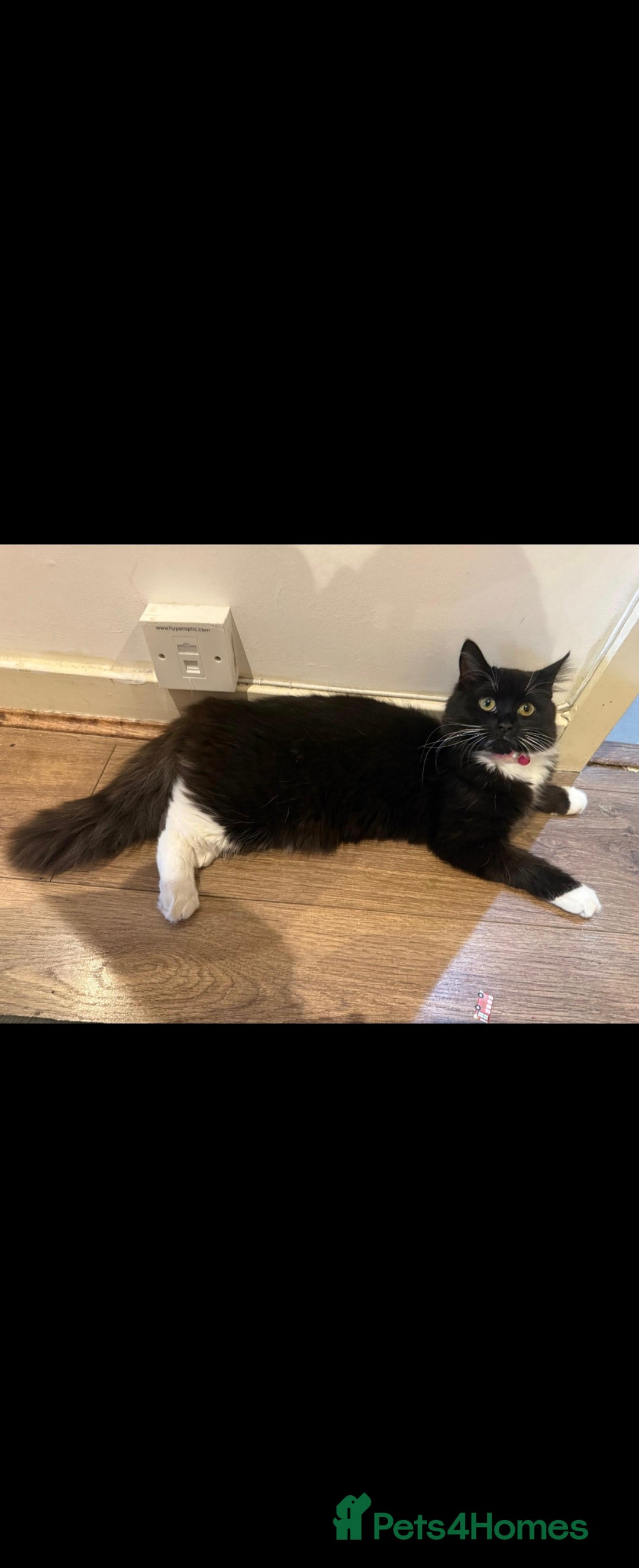 Mixed Breed cats for sale: Lovely Cat ready for adoption - Image 1