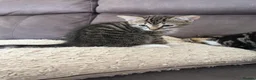 Mixed Breed cats for sale: 5 gorgeous kittens ready for new home - Advert 3