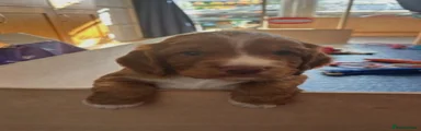Cocker Spaniel 1