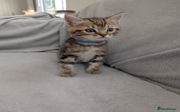 Ragdoll cats for sale: Tabby or black Ragdoll x kittens - Image 20