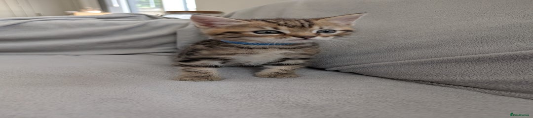 Ragdoll Kitten 1 - Gucci