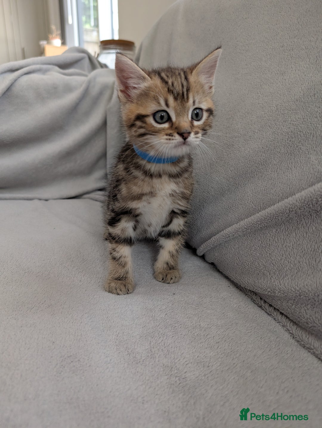 Ragdoll cats for sale: Tabby or black Ragdoll x kittens - Image 20