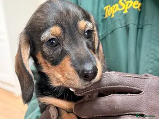 Dachshund dogs Miniature Silky Dachshund - Advert 1