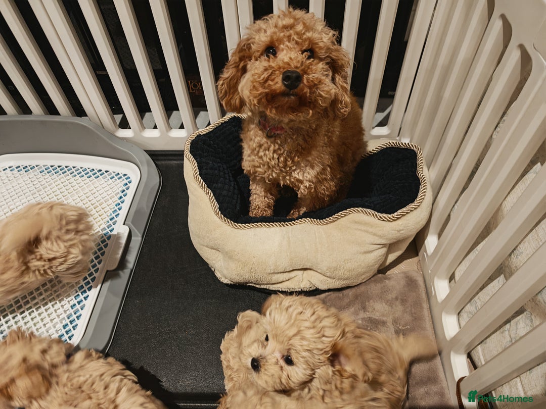 Maltipoo dogs for sale: Maltipoo F1 Toy Size, KC Parents, DNA Tested Clear - Image 5