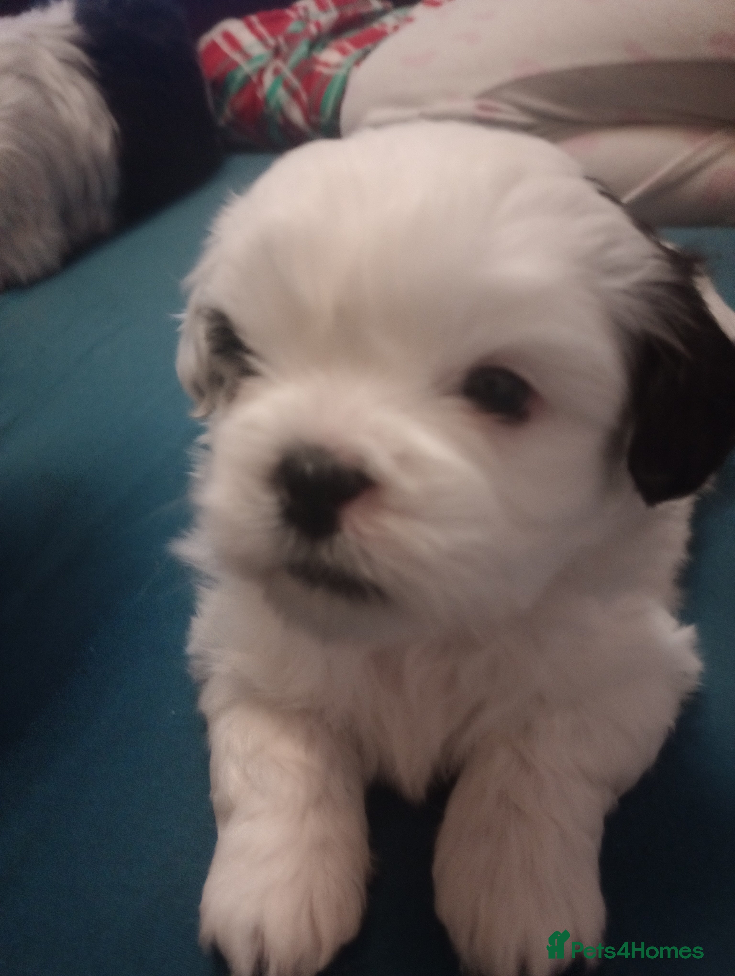 Shih Tzu dogs Adorable shih-tzu puppies - Advert 1