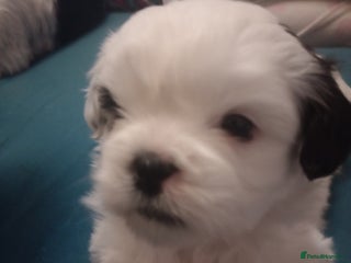 Shih Tzu dogs Adorable shih-tzu puppies - Advert 1