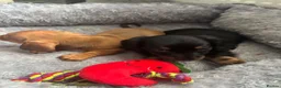 Dachshund dogs for sale: Miniature dashound - Advert 15