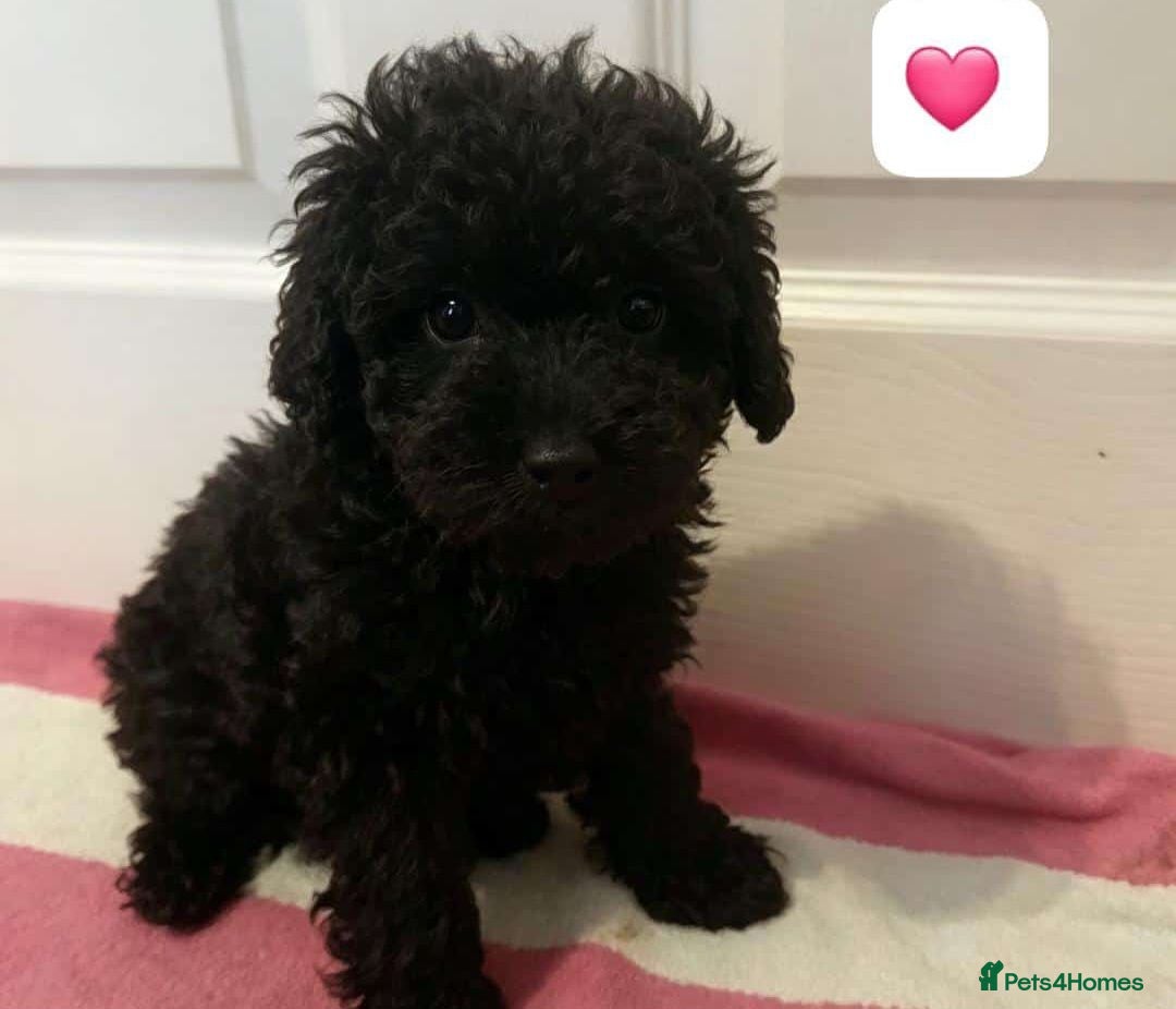Toy Poodle dogs 🏡1 left 🩷 Ready to leave 🏡 - Advert 3